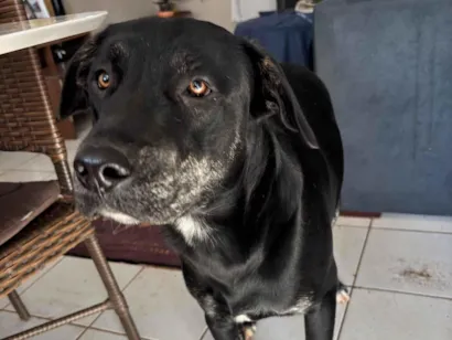 Cachorro raça SRD-ViraLata idade 2 anos nome Pantera