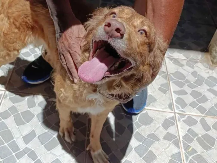 Cachorro raça SRD-ViraLata idade 1 ano nome Zeus