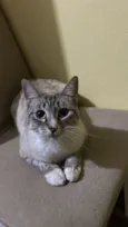 Gato raça Siamês idade 3 anos nome Luna