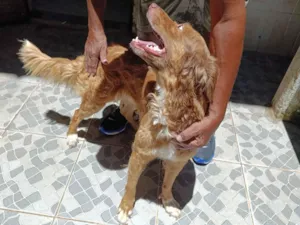 Cachorro raça SRD-ViraLata idade 1 ano nome Zeus