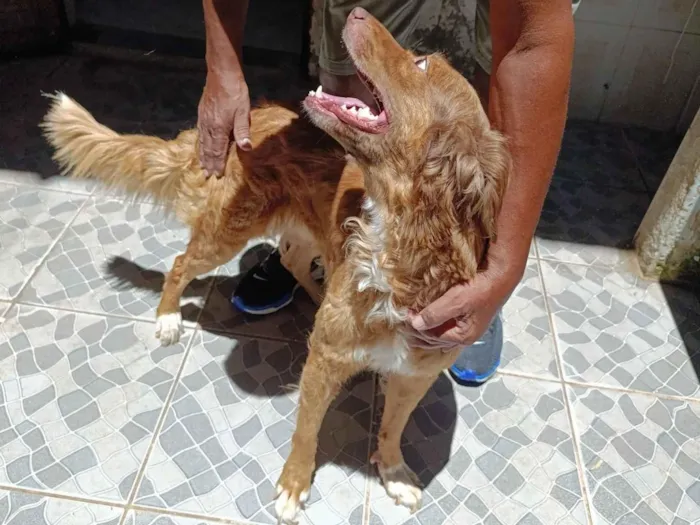 Cachorro raça SRD-ViraLata idade 1 ano nome Zeus