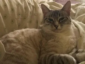 Gato raça Siamês idade 3 anos nome Luna