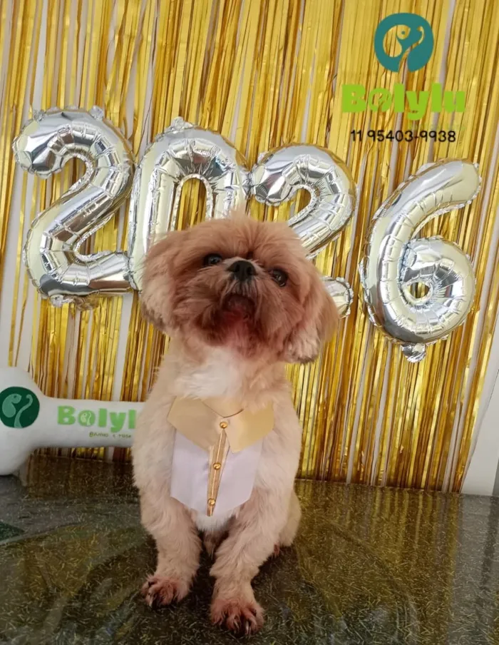 Cachorro raça Shitzu idade 2 anos nome Dukky