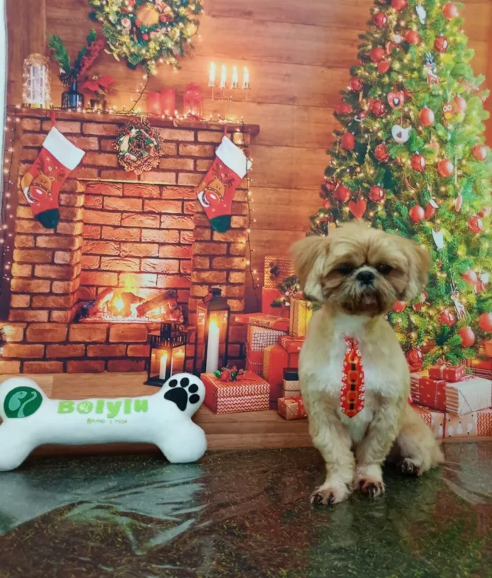 Cachorro raça Shitzu idade 2 anos nome Dukky