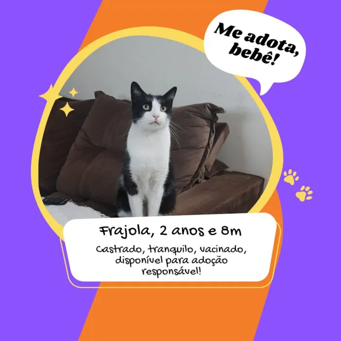 Gato raça SRD-ViraLata idade 2 anos nome Frajola