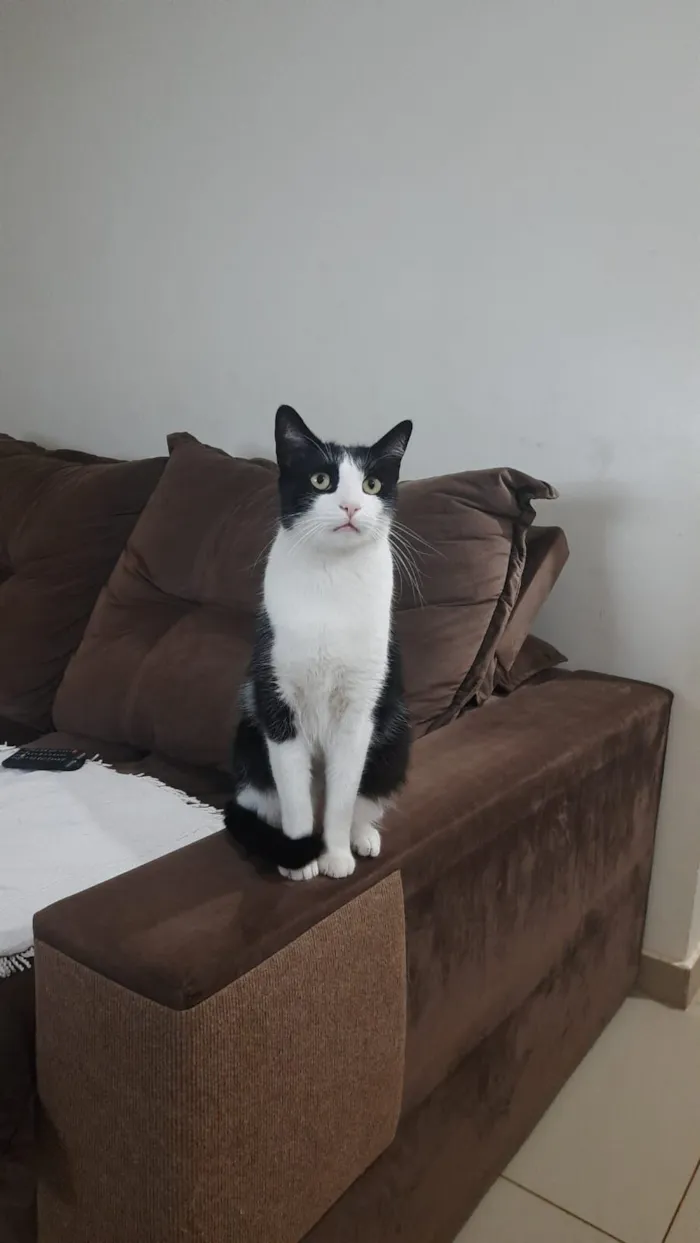 Gato raça SRD-ViraLata idade 2 anos nome Frajola