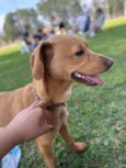 Cachorro raça SRD-ViraLata idade 1 ano nome Pipoca
