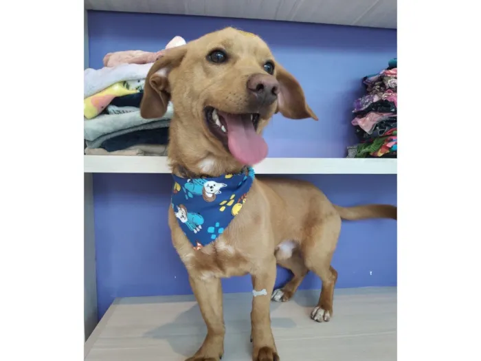 Cachorro raça SRD-ViraLata idade 1 ano nome Pipoca