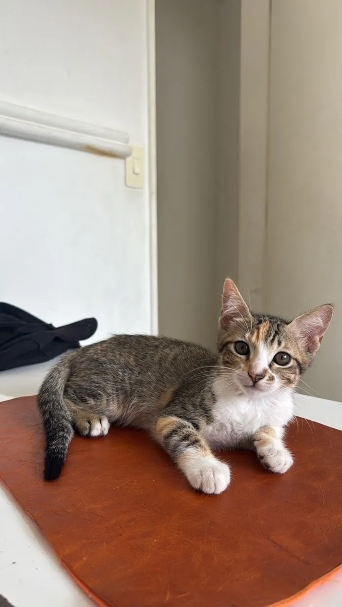 Gato raça SRD-ViraLata idade 2 a 6 meses nome millie