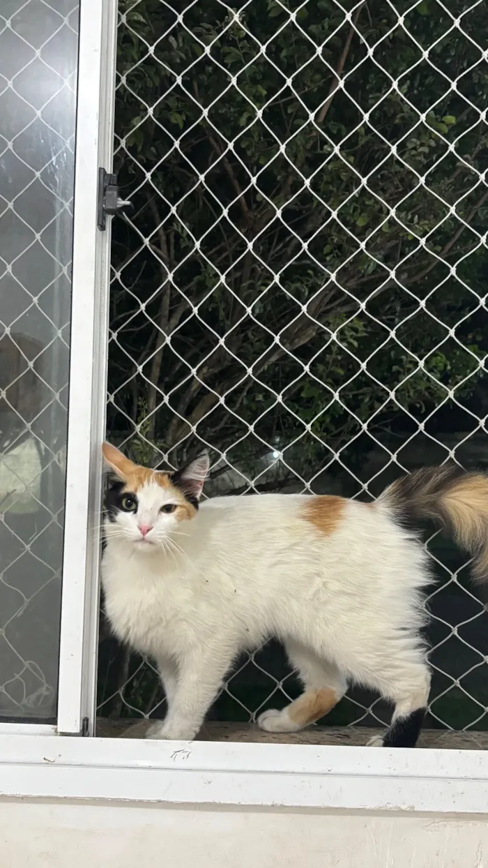 Gato raça SRD-ViraLata idade 2 a 6 meses nome Rita