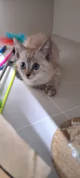 Gato raça SRD-ViraLata idade Abaixo de 2 meses nome Néia