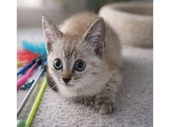 Gato raça SRD-ViraLata idade Abaixo de 2 meses nome Néia