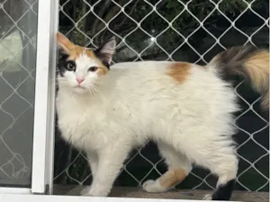 Gato raça SRD-ViraLata idade 2 a 6 meses nome Rita