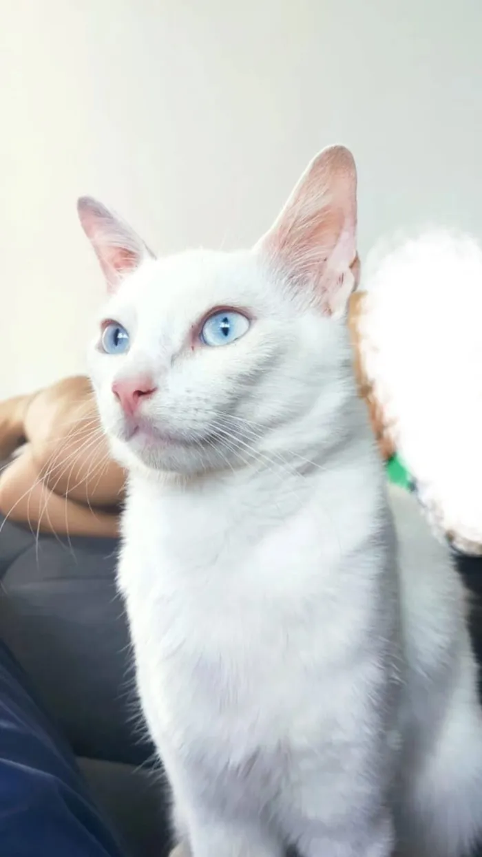 Gato raça SRD-ViraLata idade 2 anos nome Loki