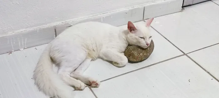 Gato raça SRD-ViraLata idade 2 anos nome Loki