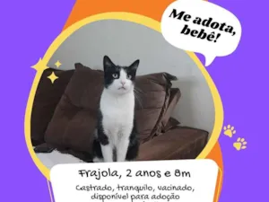 Gato raça SRD-ViraLata idade 2 anos nome Frajola