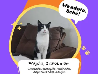 Gato raça SRD-ViraLata idade 2 anos nome Frajola