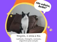 Gato raça SRD-ViraLata idade 2 anos nome Frajola