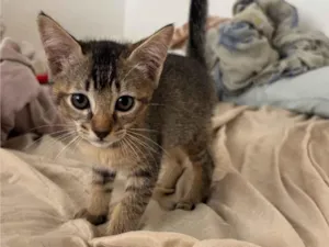 Gato raça SRD-ViraLata idade 2 a 6 meses nome tigresa