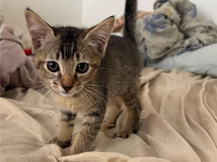 Gato raça SRD-ViraLata idade 2 a 6 meses nome tigresa