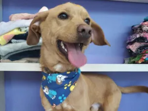 Cachorro raça SRD-ViraLata idade 1 ano nome Pipoca