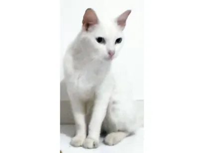 Gato raça SRD-ViraLata idade 2 anos nome Loki