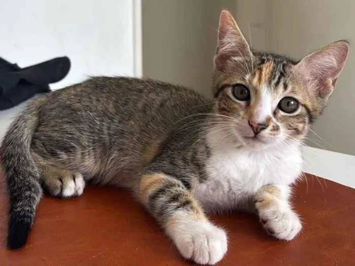 Gato raça SRD-ViraLata idade 2 a 6 meses nome millie