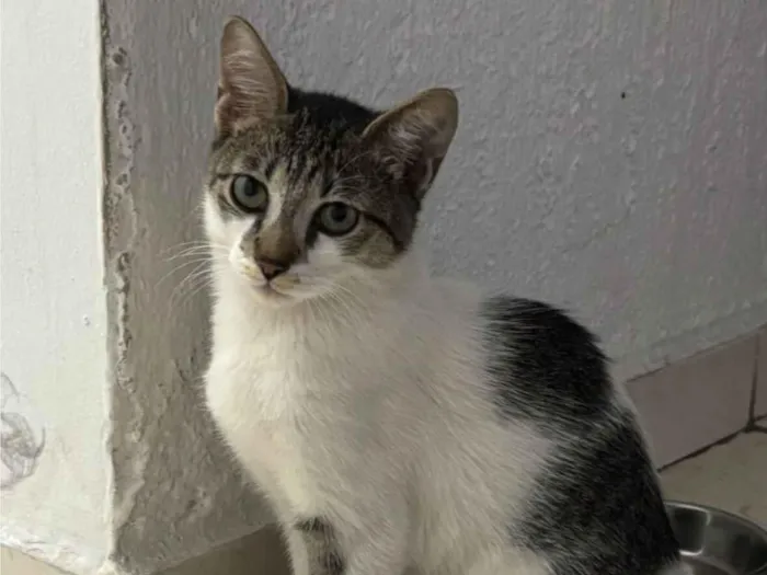 Gato raça SRD-ViraLata idade 7 a 11 meses nome pitoco
