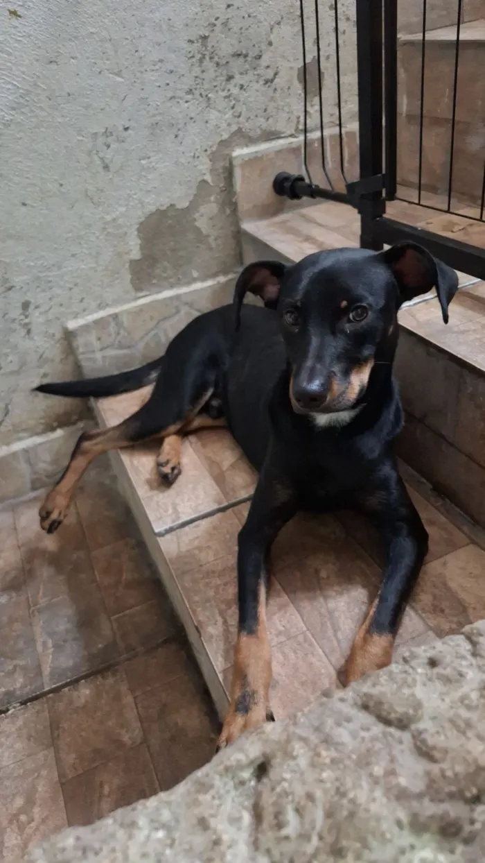 Cachorro raça SRD-ViraLata idade 1 ano nome Bartolomeu 