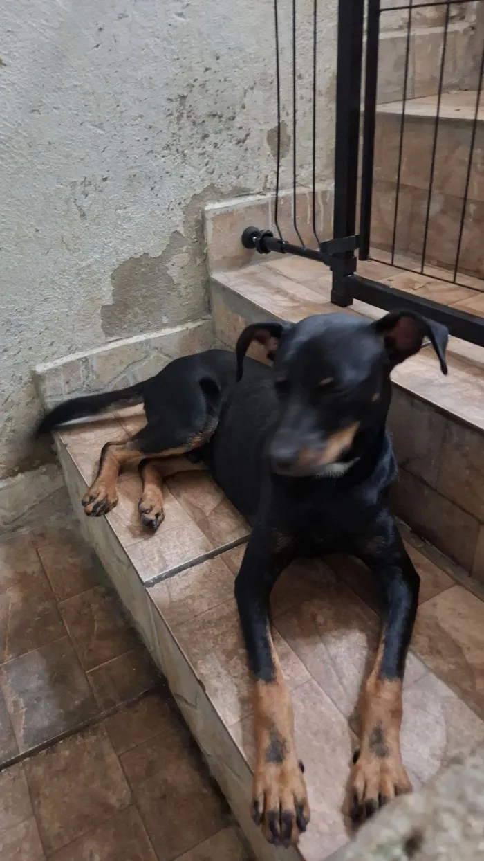 Cachorro raça SRD-ViraLata idade 1 ano nome Bartolomeu 