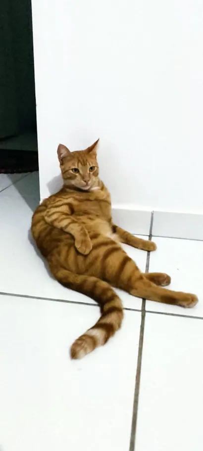 Gato raça SRD-ViraLata idade 7 a 11 meses nome Zezinho