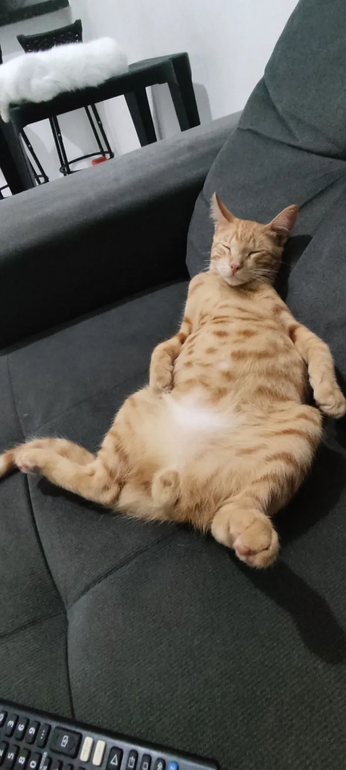 Gato raça SRD-ViraLata idade 7 a 11 meses nome Zezinho