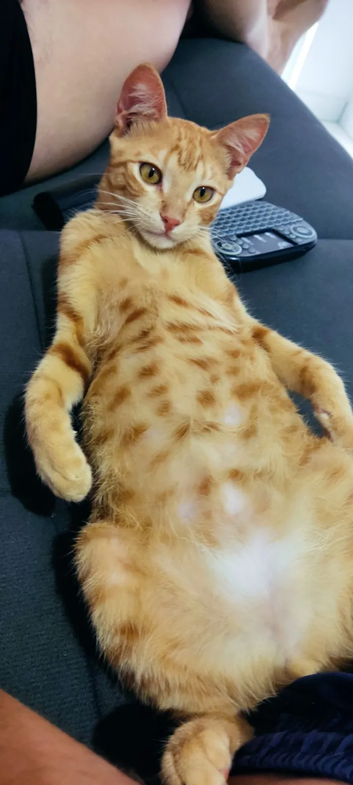 Gato raça SRD-ViraLata idade 7 a 11 meses nome Zezinho