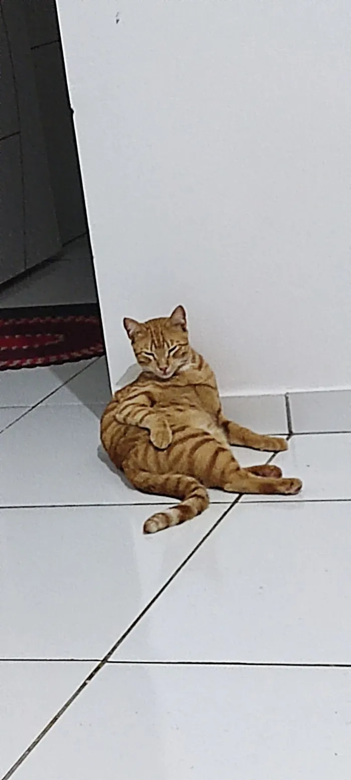 Gato raça SRD-ViraLata idade 7 a 11 meses nome Zezinho