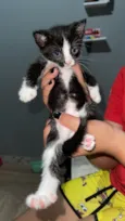 Gato raça SRD-ViraLata idade Abaixo de 2 meses nome Pretinho