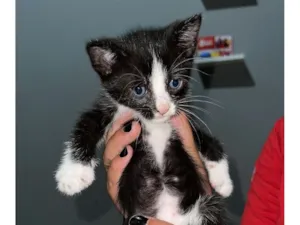 Gato raça SRD-ViraLata idade Abaixo de 2 meses nome Pretinho