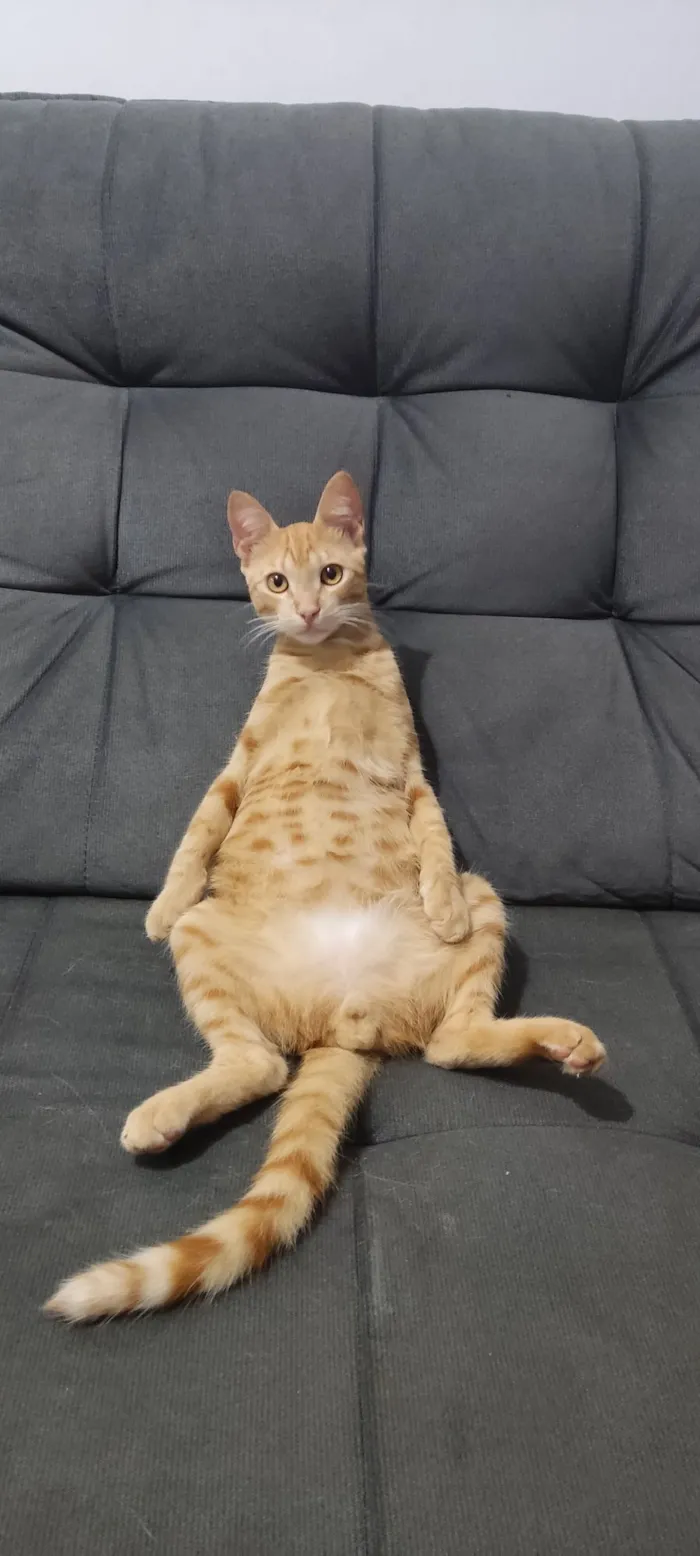 Gato raça SRD-ViraLata idade 7 a 11 meses nome Zezinho