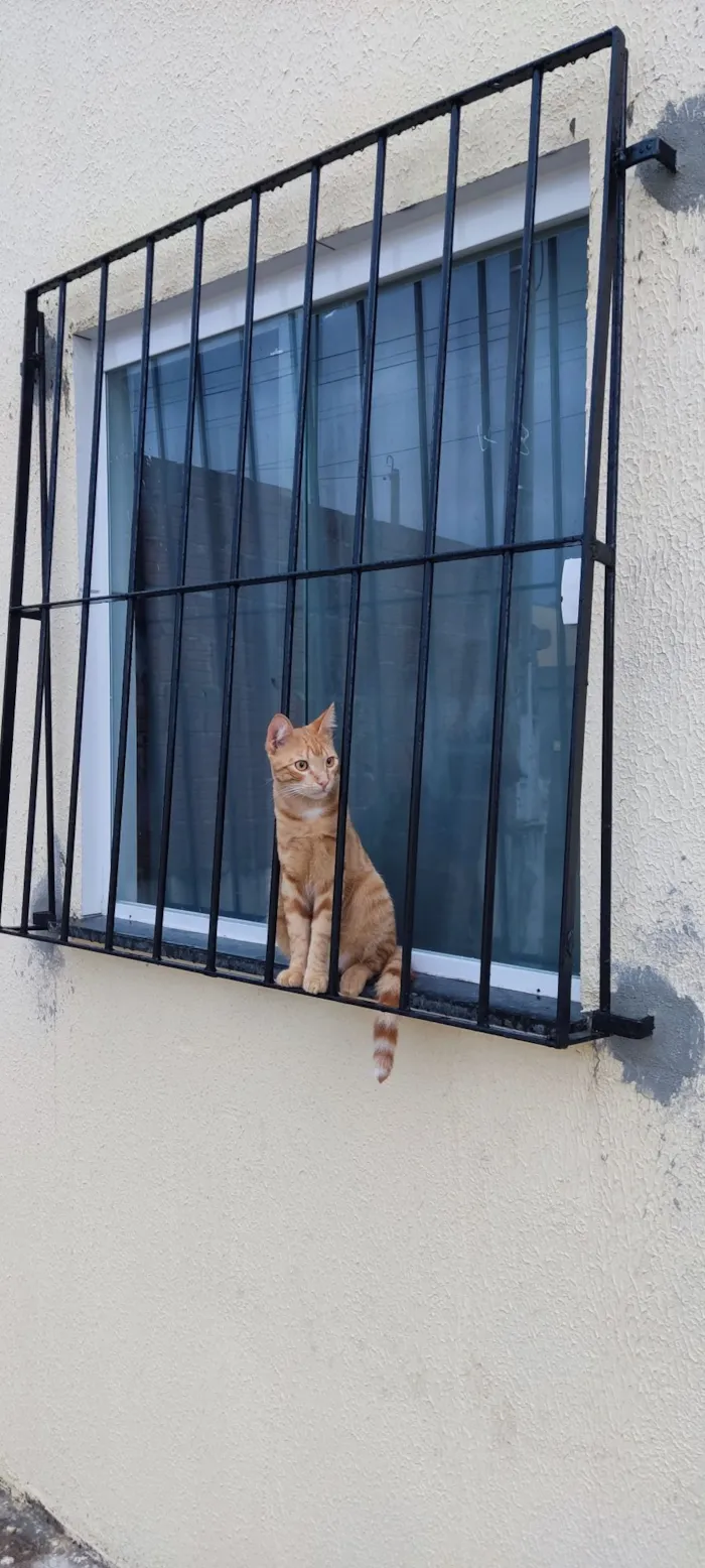 Gato raça SRD-ViraLata idade 7 a 11 meses nome Zezinho