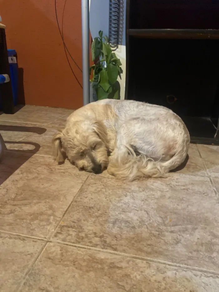 Cachorro raça Poodle idade 1 ano nome Branquinha