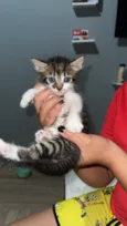 Gato raça SRD-ViraLata idade Abaixo de 2 meses nome Gordinha