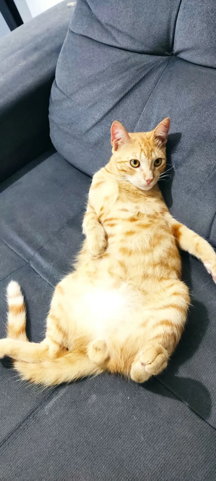 Gato raça SRD-ViraLata idade 7 a 11 meses nome Zezinho