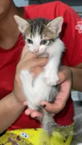 Gato raça SRD-ViraLata idade Abaixo de 2 meses nome Mel