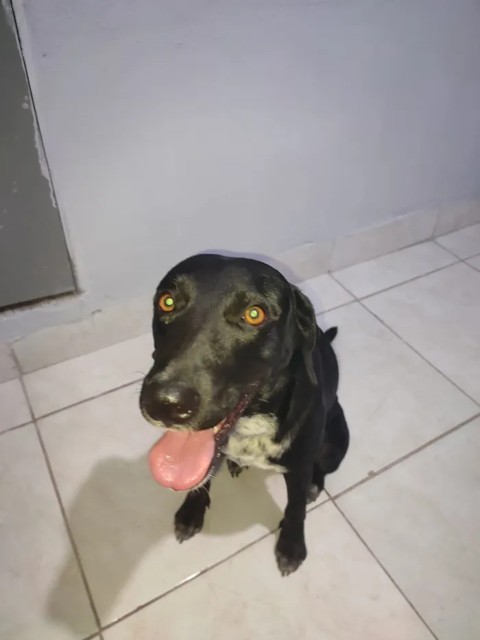 Cachorro raça Labrador idade 2 anos nome Maia