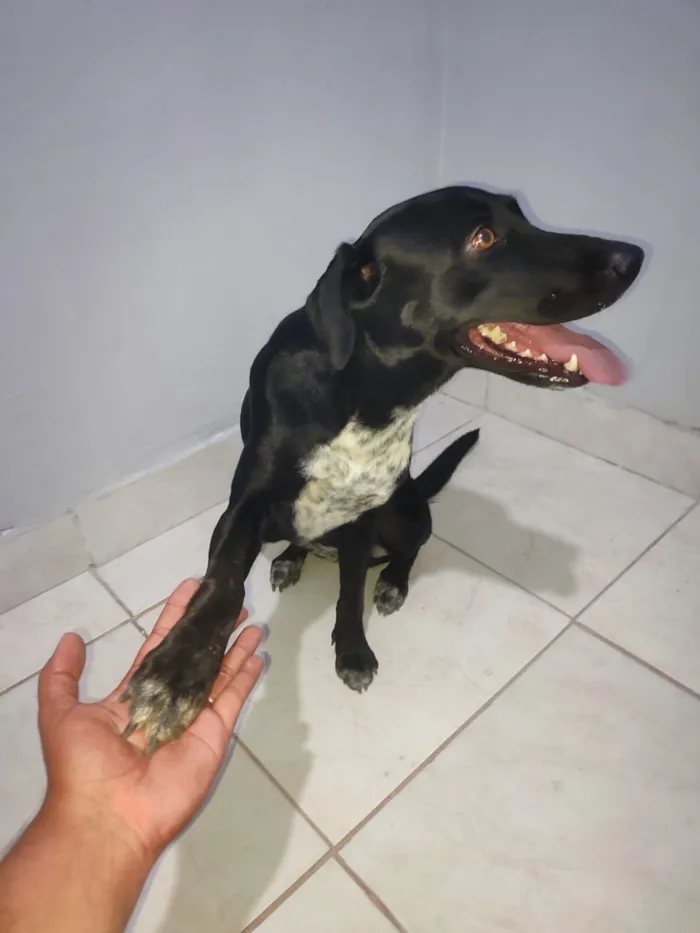 Cachorro raça Labrador idade 2 anos nome Maia