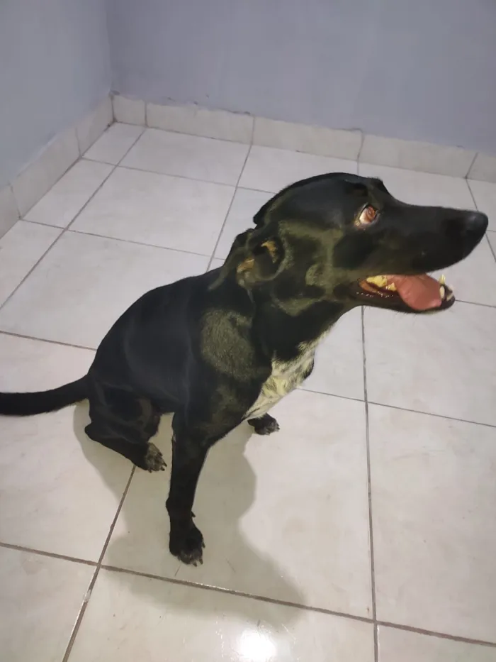 Cachorro raça Labrador idade 2 anos nome Maia