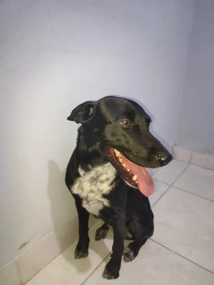 Cachorro raça Labrador idade 2 anos nome Maia 