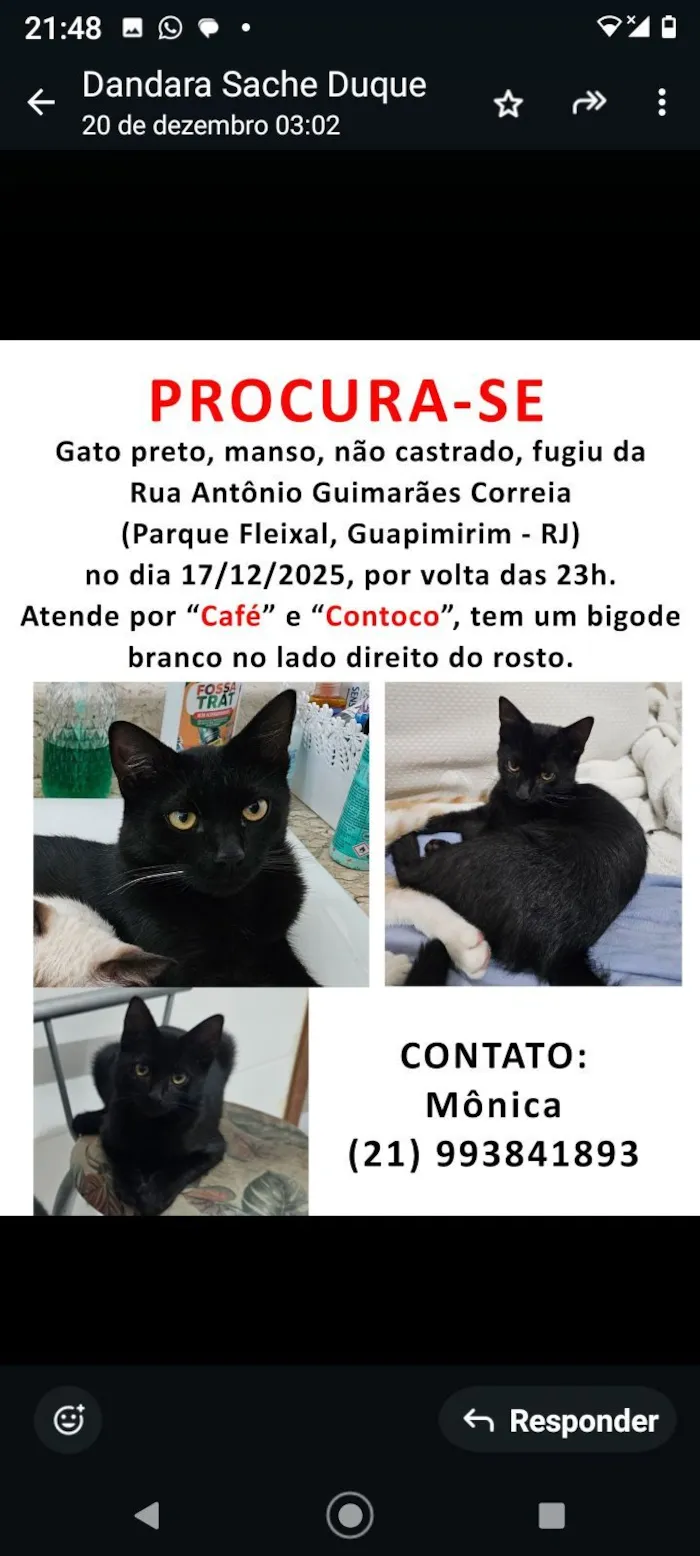 Gato raça SRD-ViraLata idade 7 a 11 meses nome Atende por Café ou Contoco