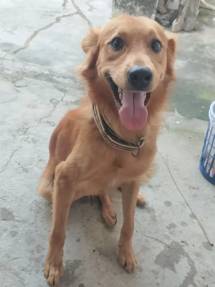 Cachorro raça SRD-ViraLata idade 2 anos nome Bruce