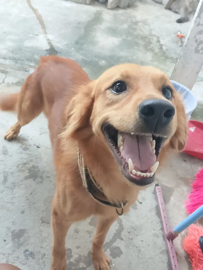 Cachorro raça SRD-ViraLata idade 2 anos nome Bruce