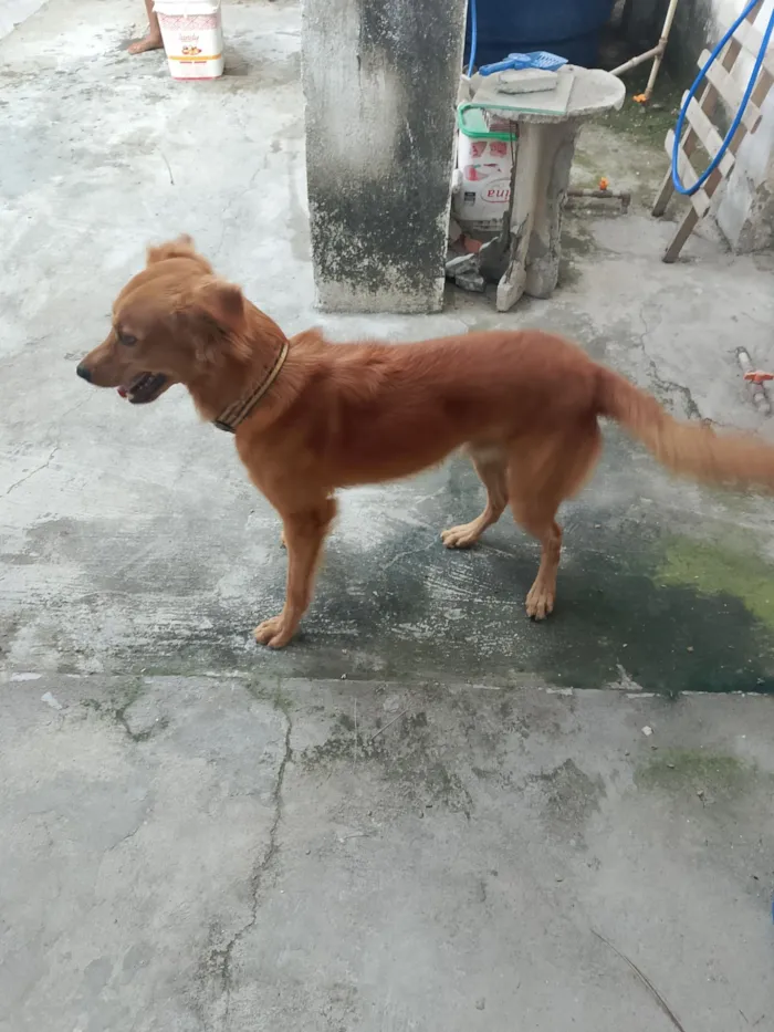 Cachorro raça SRD-ViraLata idade 2 anos nome Bruce